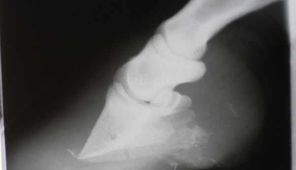 RTG rotiertes Hufbein