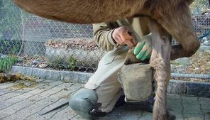 Hufkorrektur Beispielbild