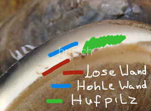 Die farbige Linien bezeichnen die Bereiche der Hufwand, welche Typisch für die Hufwandkrankheiten sind.